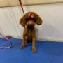 dog groomer
https://rainingcatsanddogsmobilegroominginc.net/ dog groomer
https://rainingcatsanddogsmobilegroominginc.net/