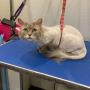 cat groomer
https://rainingcatsanddogsmobilegroominginc.net/ cat groomer
https://rainingcatsanddogsmobilegroominginc.net/