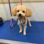 pet grooming near me
https://rainingcatsanddogsmobilegroominginc.net/ pet grooming near me
https://rainingcatsanddogsmobilegroominginc.net/