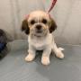 dog groomer
https://rainingcatsanddogsmobilegroominginc.net/ dog groomer
https://rainingcatsanddogsmobilegroominginc.net/