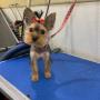 dog groomer
https://rainingcatsanddogsmobilegroominginc.net/ dog groomer
https://rainingcatsanddogsmobilegroominginc.net/