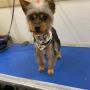 mobile grooming
https://rainingcatsanddogsmobilegroominginc.net/ mobile grooming
https://rainingcatsanddogsmobilegroominginc.net/