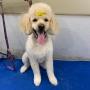 pet grooming near me
https://rainingcatsanddogsmobilegroominginc.net/ pet grooming near me
https://rainingcatsanddogsmobilegroominginc.net/
