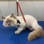 cat groomer
https://rainingcatsanddogsmobilegroominginc.net/ cat groomer
https://rainingcatsanddogsmobilegroominginc.net/