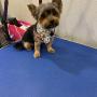 pet grooming
https://rainingcatsanddogsmobilegroominginc.net/ pet grooming
https://rainingcatsanddogsmobilegroominginc.net/