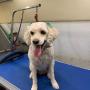 mobile pet groomer
https://rainingcatsanddogsmobilegroominginc.net/ mobile pet groomer
https://rainingcatsanddogsmobilegroominginc.net/