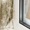 Absolute-Mold-Remediation