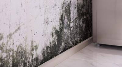 Mold-Remediation