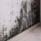 Mold-Remediation
