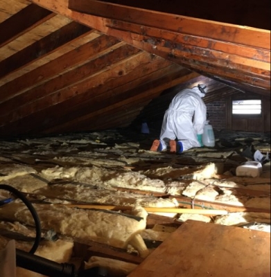 How to Handle Mold in Your Home Without Bleach: Tips for Mold Removal