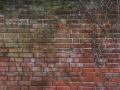 Mold Removal and Remediation Services in Burlington