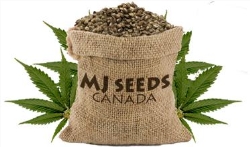 MJ Seeds Canada