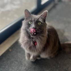 Pet Valu