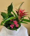 Dimpled-Bromeliad-Planter