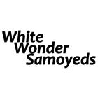 White Wonder Samoyeds
