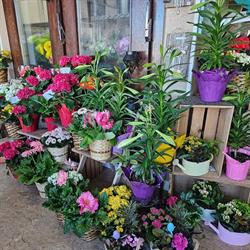 Campbell Flowers