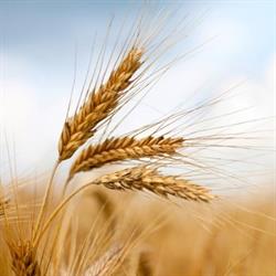 Morinville Municipal Seed Cleaning Co-op Ltd