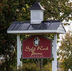 Split Rock Farms Alpacas