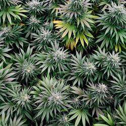 Kraft Cannabis