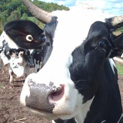 Ferme Syllie