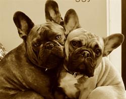 Grace Veterinary Hospital