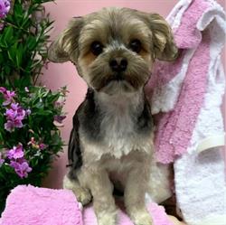 Chow Bella Dog Grooming