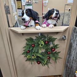 Groomingdale's Renfrew with Candice