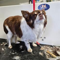 Furry Fanny's Pet Grooming