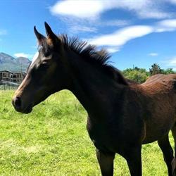 Flying Horse Farm