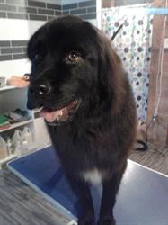 Purrfect Ruff Pet Grooming Spa