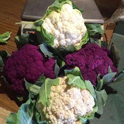 P & R Organics - P & R Farms