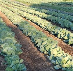 Massad Farms