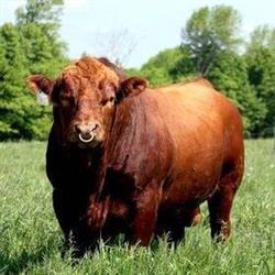 Todd Simmental Farms