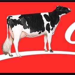 Crovalley Holsteins