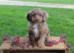 Rocky Ridge Kennel