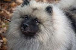 Purrkees Keeshond