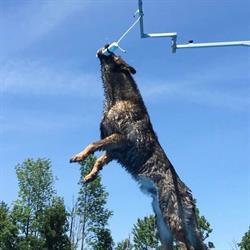 Majik Of Dock Diving