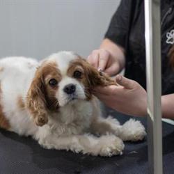 The Groomery Dog Spa