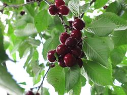 VanderBent Fruit Farm