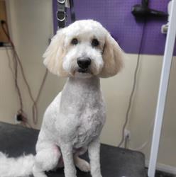 Jazzy Puppy Cuts