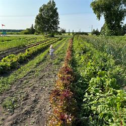 Garden In Thyme