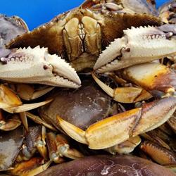 Hi Gear Seafood