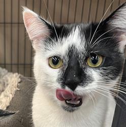 Pet Valu