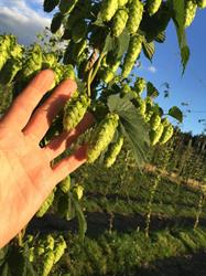 Hope Bay Hop Farm