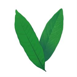 Verdure Wellness Clinic
