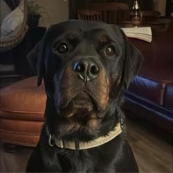 Bamard Kennels