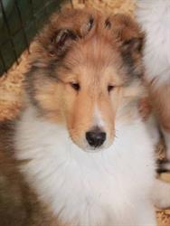 Alfenloch Collies