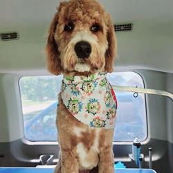 Beauty Paw Mobile Pet Grooming