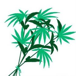 The Green Bouquet Cannabis Inc
