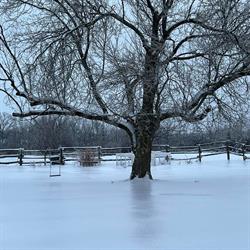 Cedar Patch Farms